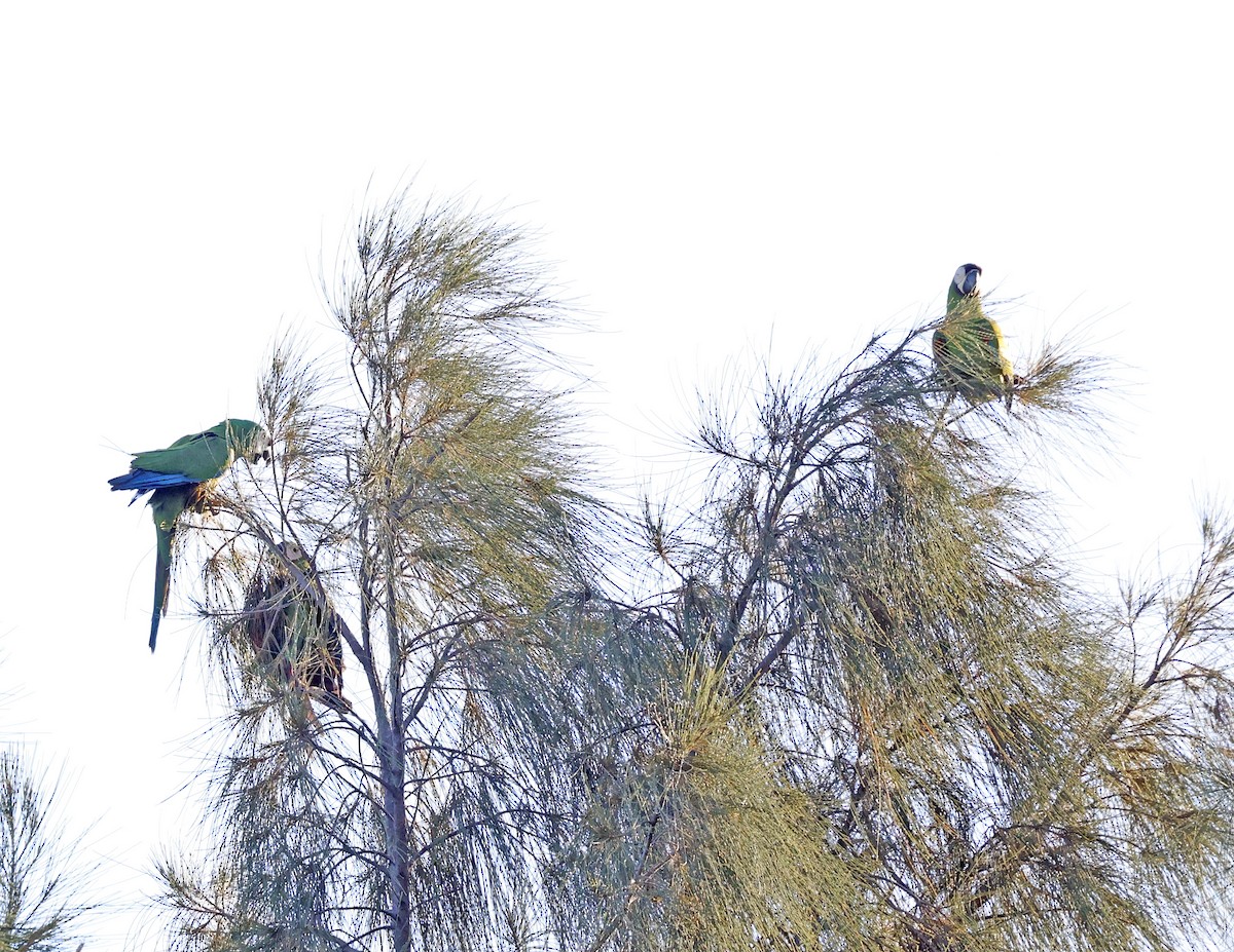 Chestnut-fronted Macaw - ML645628401