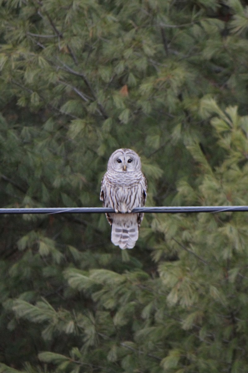 Barred Owl - ML645628428