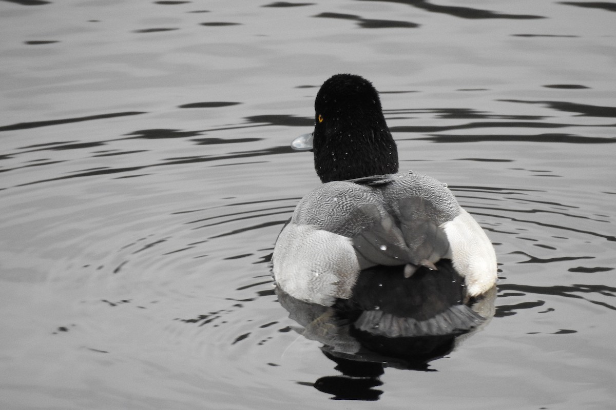 Lesser Scaup - ML645628429