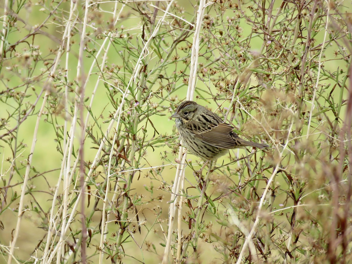 Lincoln's Sparrow - ML645628435