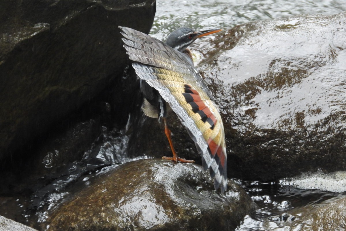 Sunbittern - ML645628438