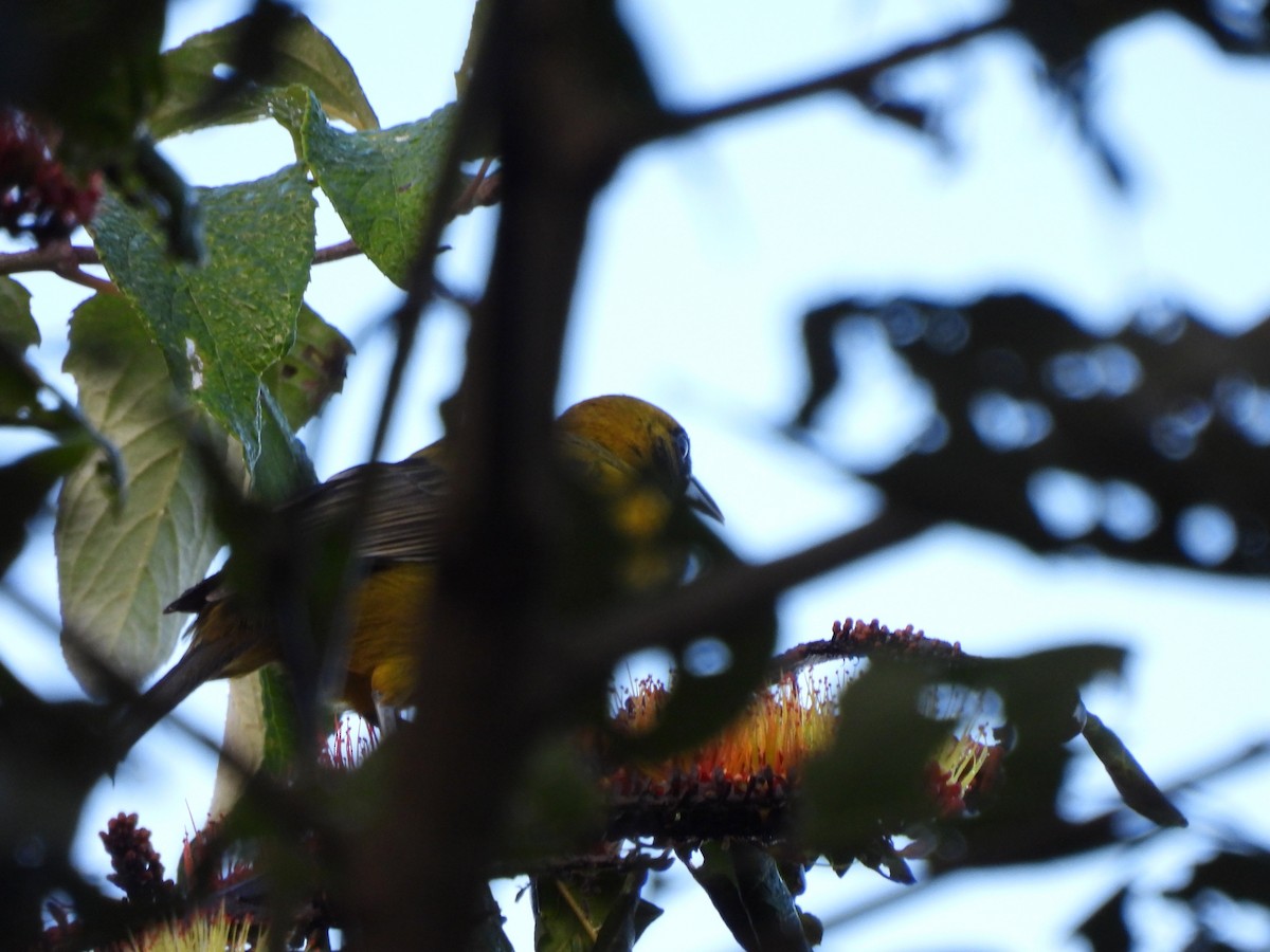 Bar-winged Oriole - ML645628442