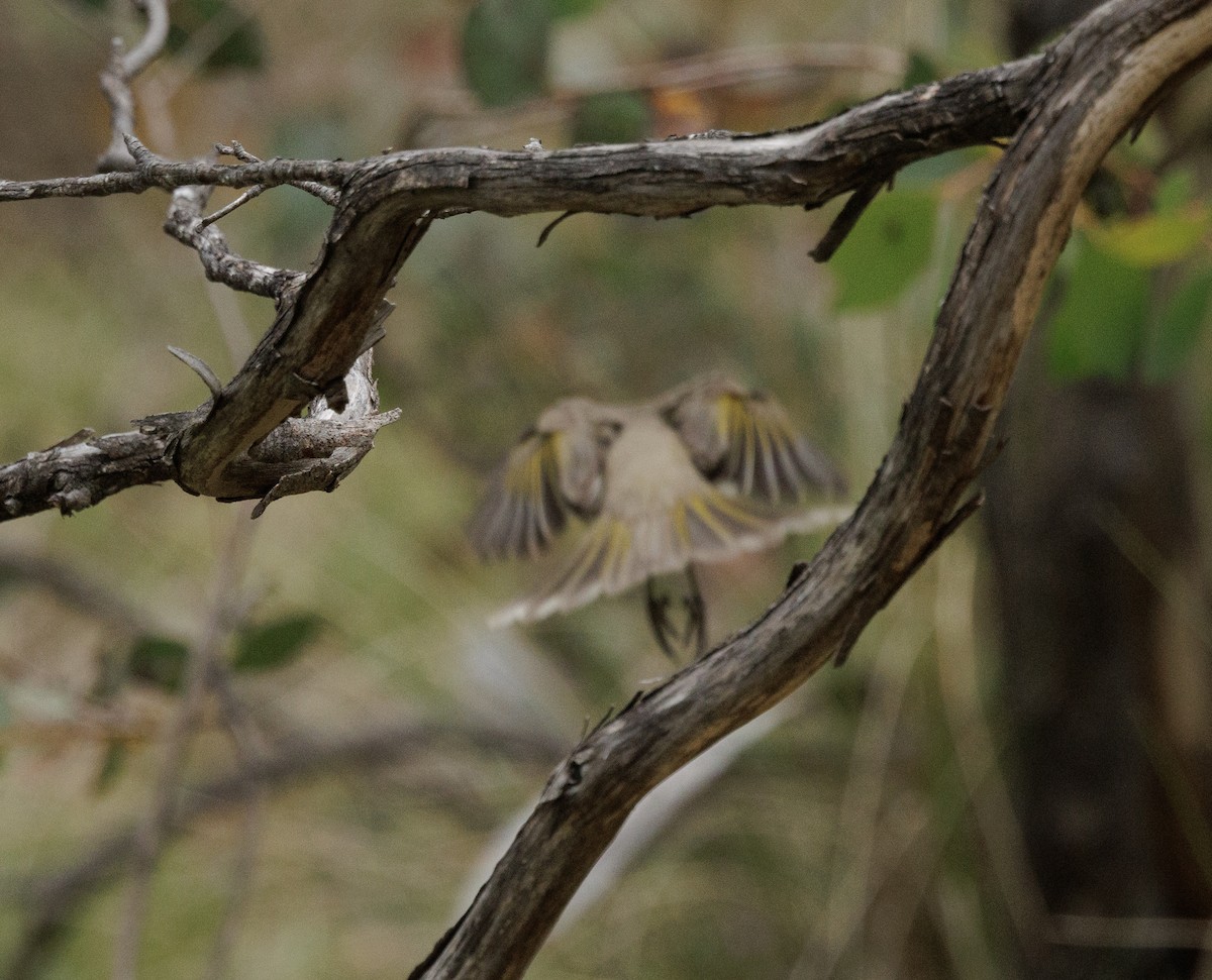 Fuscous Honeyeater - ML645628444