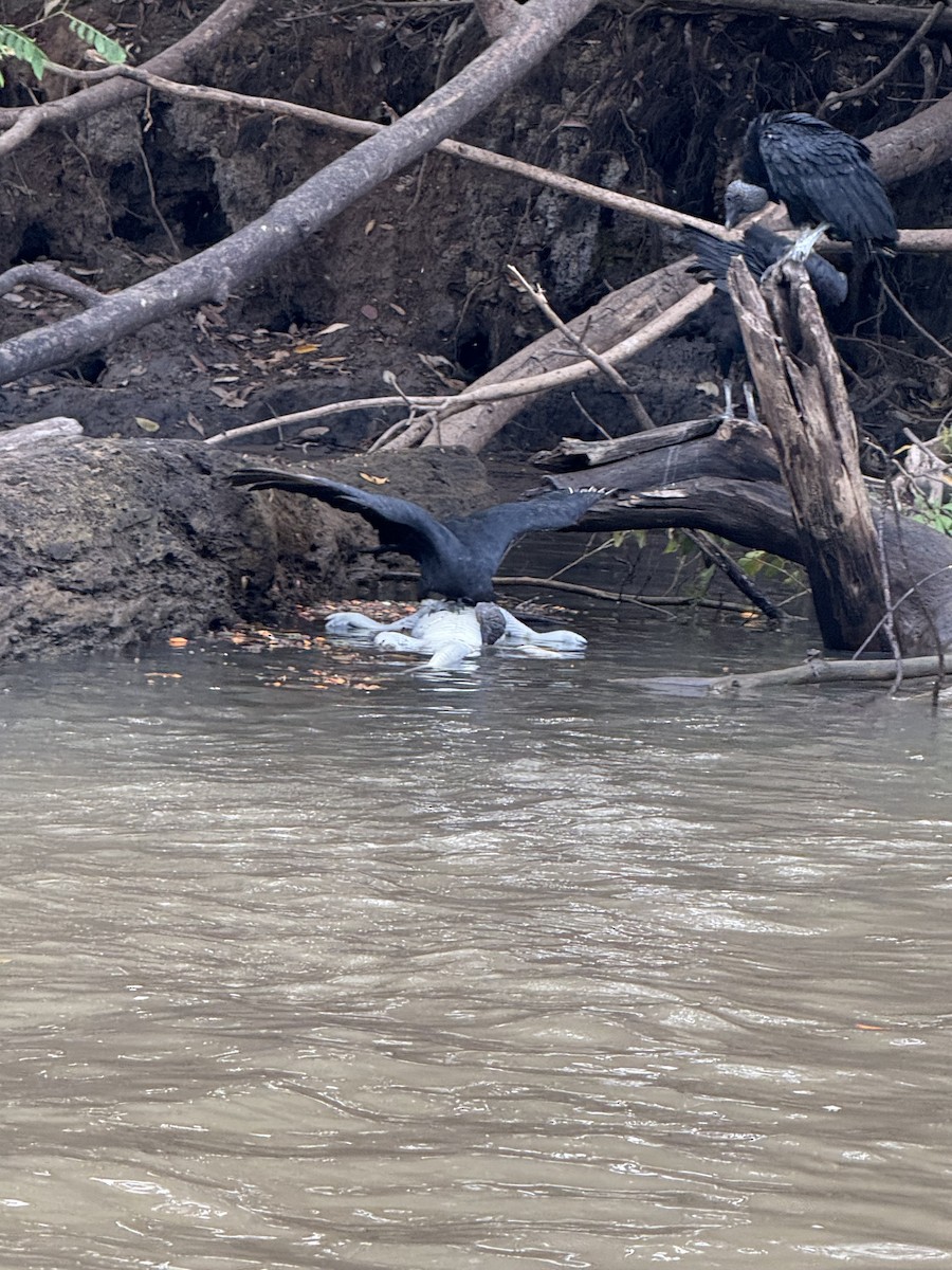 Black Vulture - ML645628447