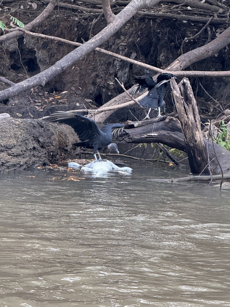 Black Vulture - ML645628448