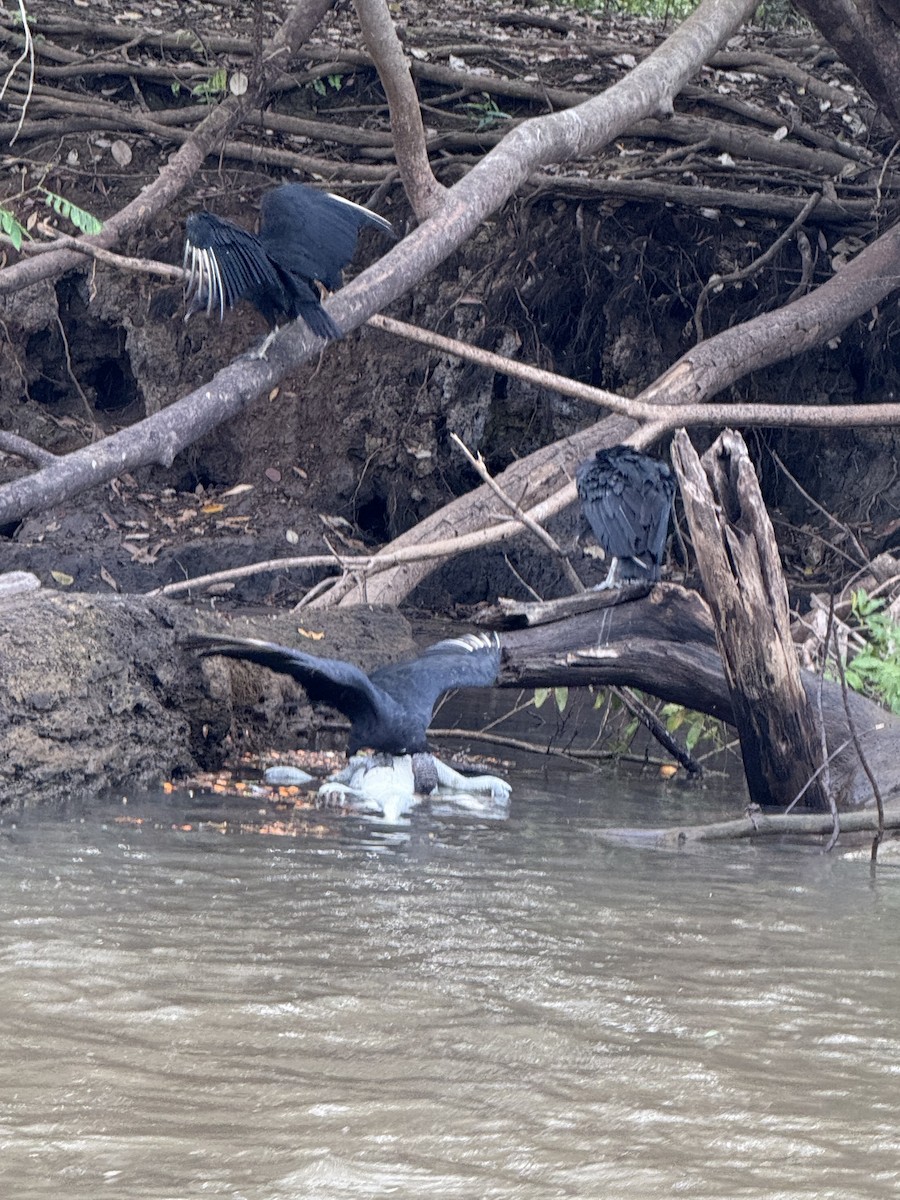 Black Vulture - ML645628449