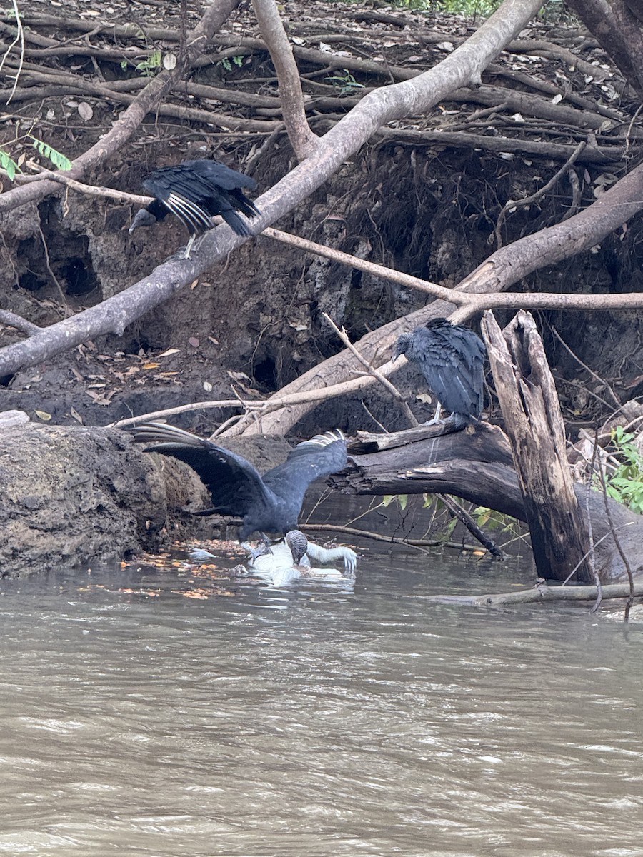 Black Vulture - ML645628450