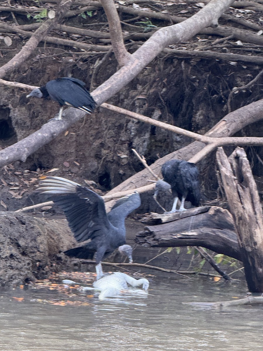 Black Vulture - ML645628451