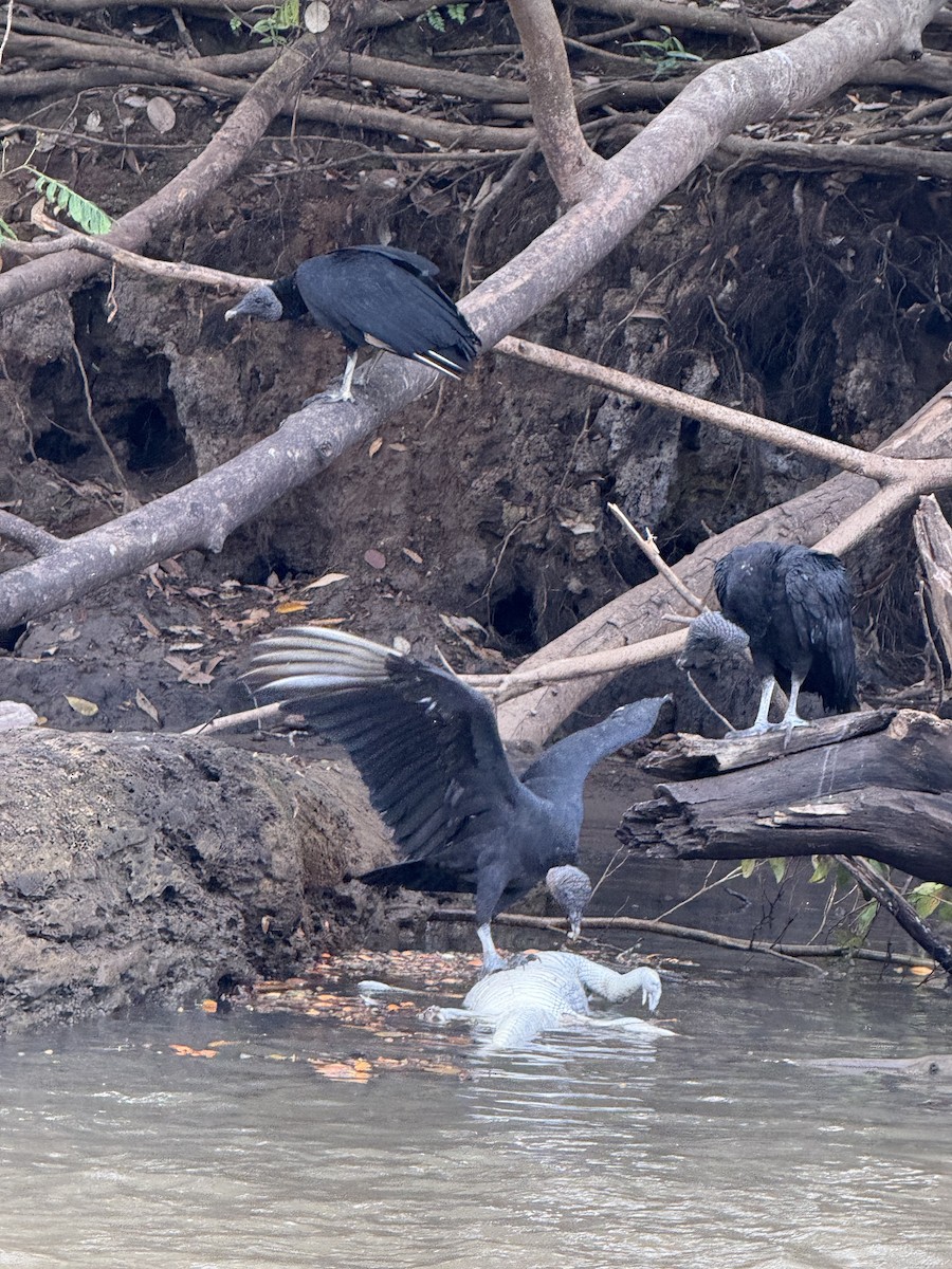 Black Vulture - ML645628452