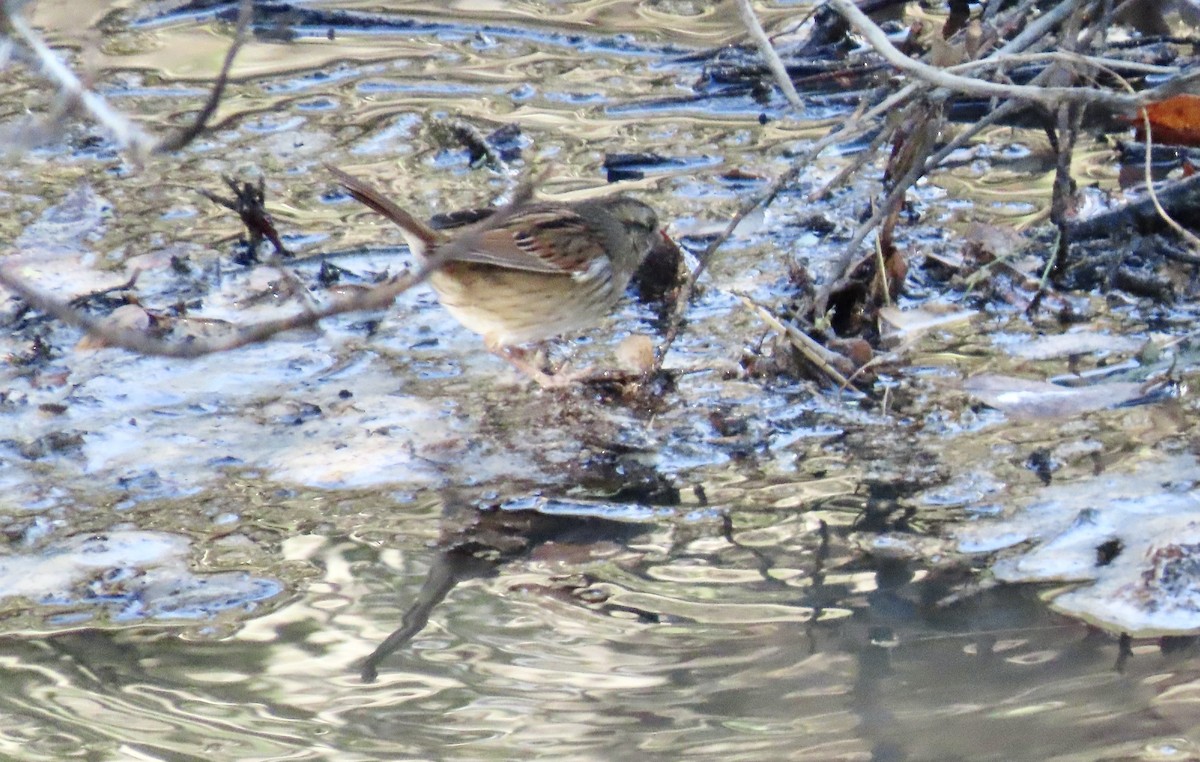 Swamp Sparrow - ML645628453