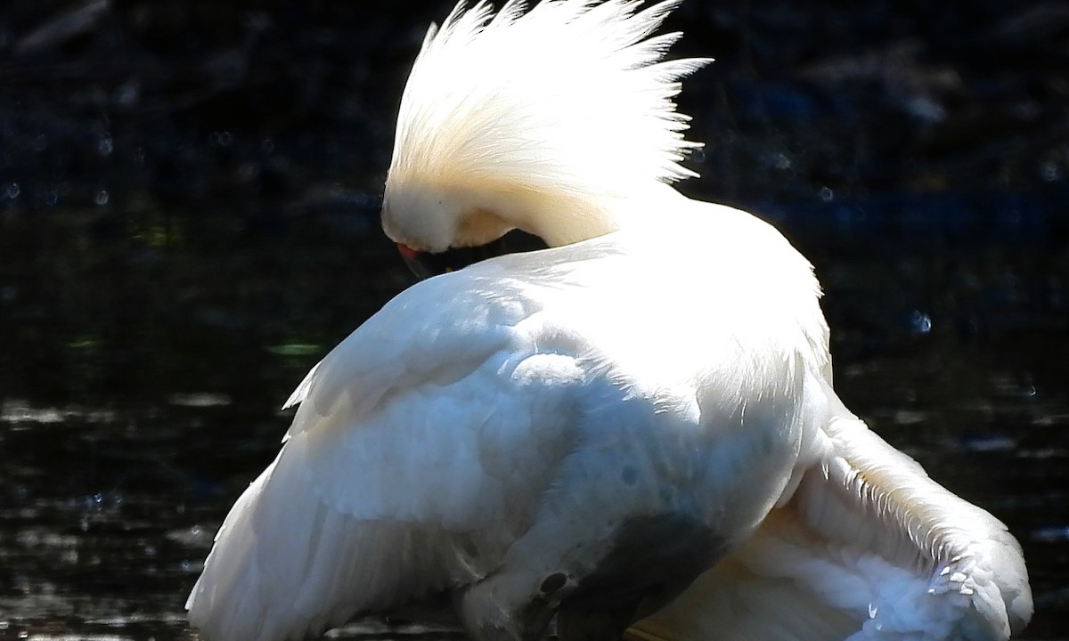 Royal Spoonbill - ML645628455