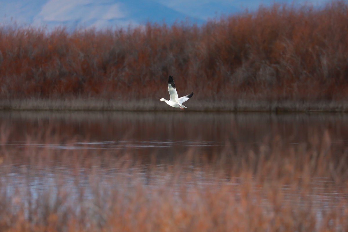 Snow Goose - ML645628456
