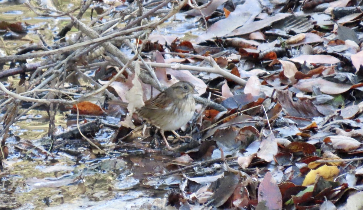Swamp Sparrow - ML645628457