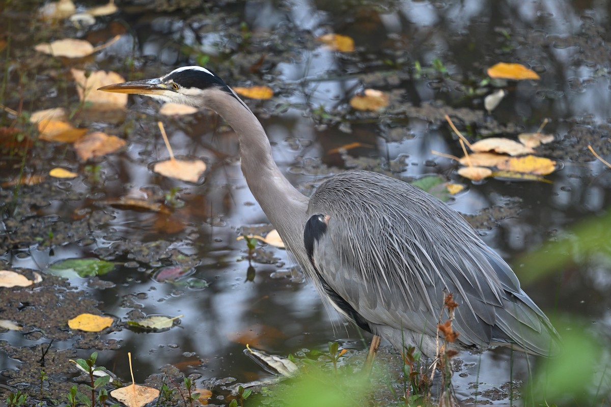 Great Blue Heron - ML645628458