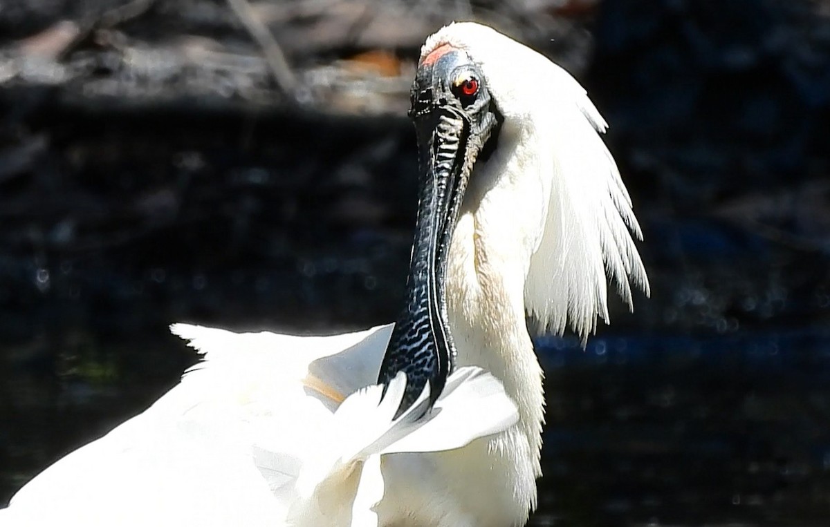 Royal Spoonbill - ML645628460