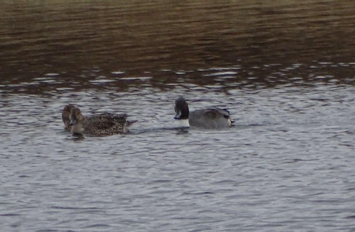 尖尾鴨 - ML645628461