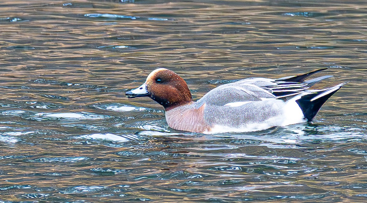 赤頸鴨 - ML645628462