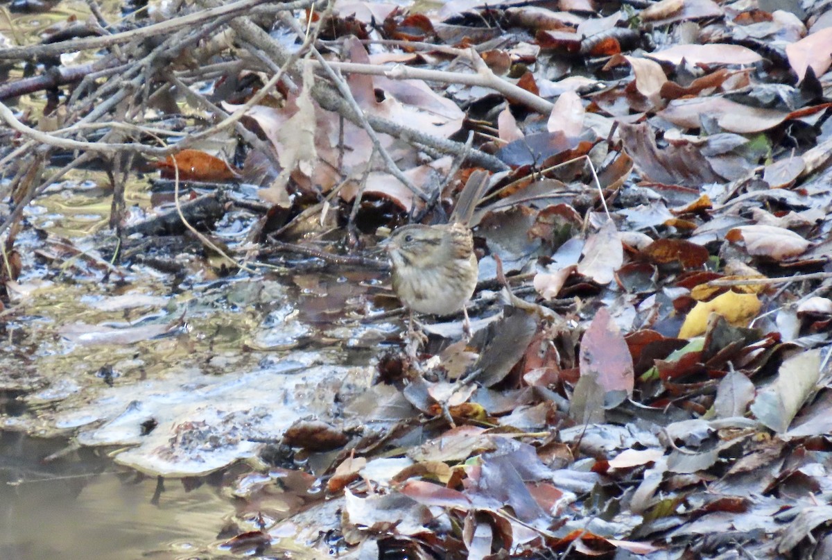 Swamp Sparrow - ML645628463