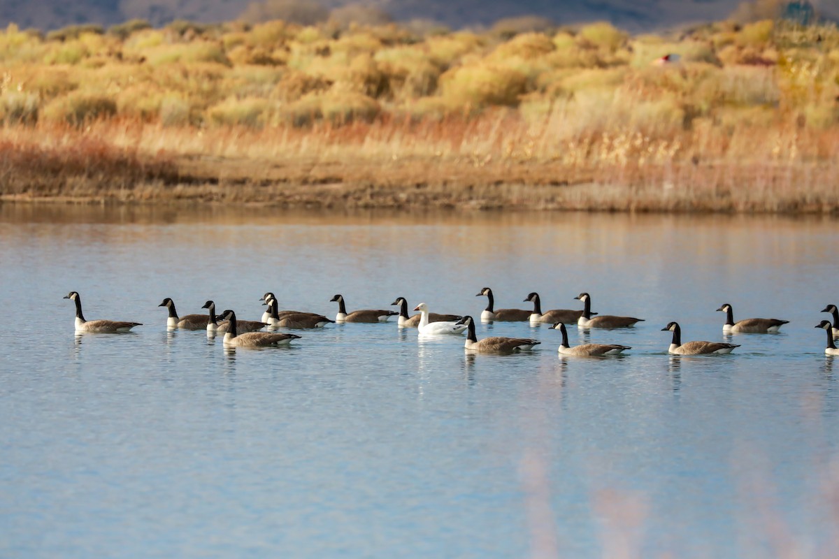 Canada Goose - ML645628464