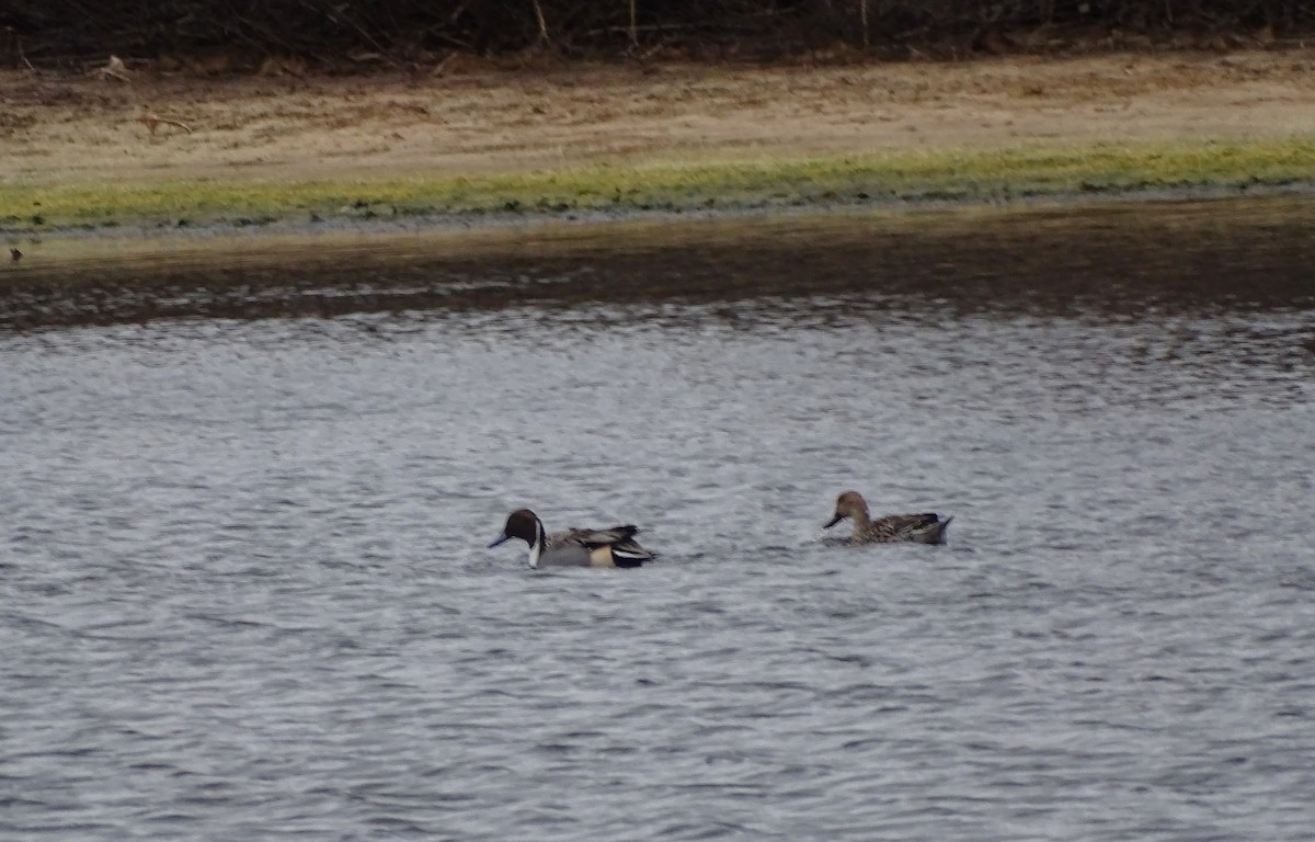 尖尾鴨 - ML645628465