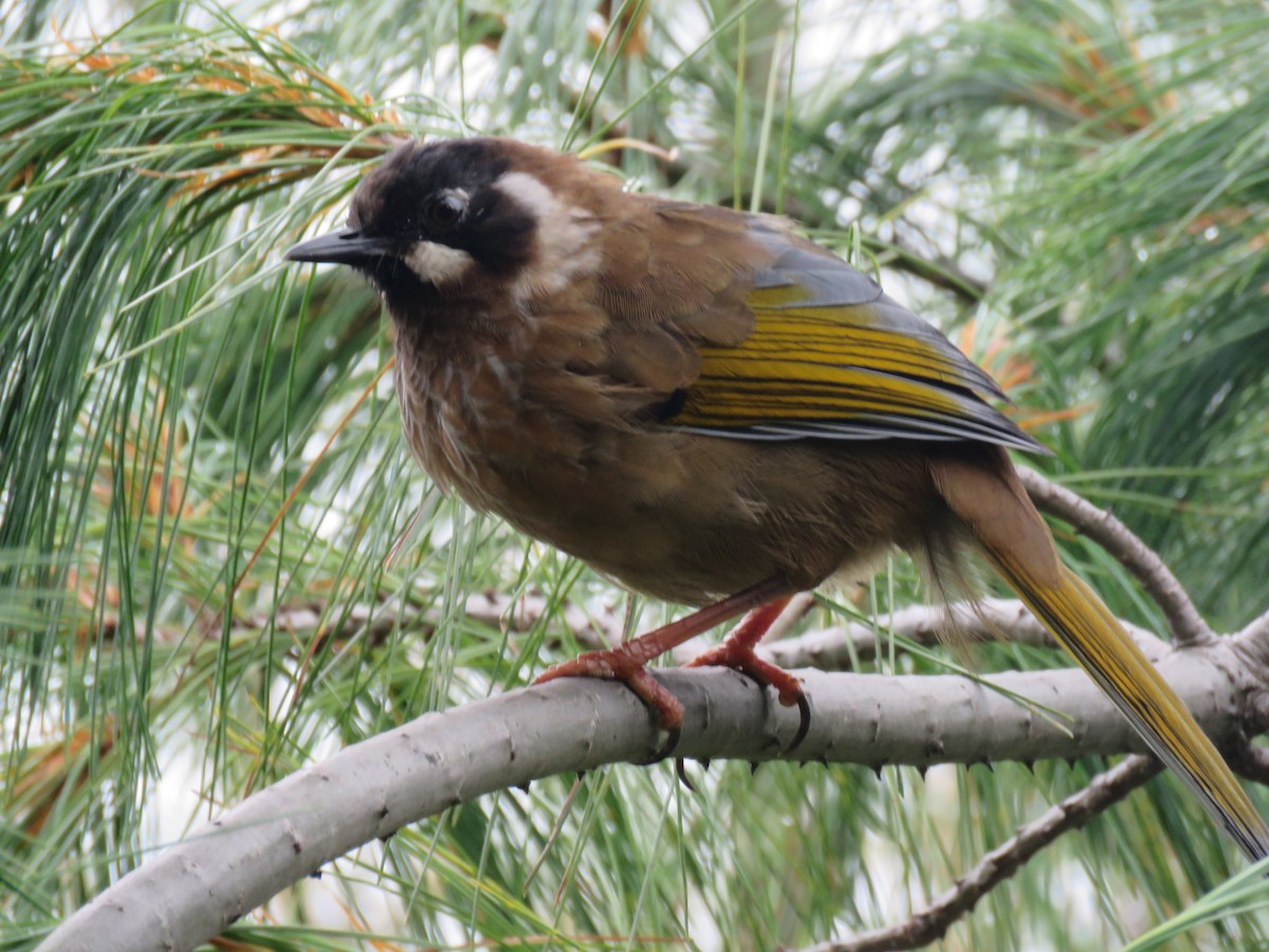Black-faced Laughingthrush - ML645628466