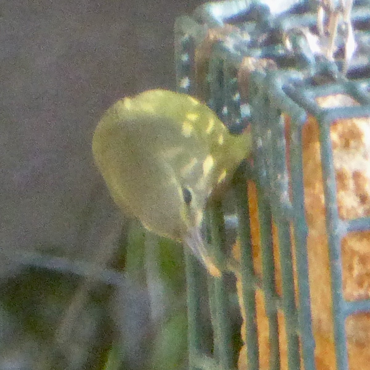 Orange-crowned Warbler - ML645628467