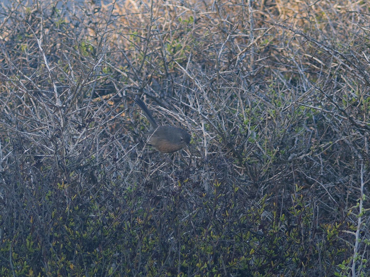 Wrentit - ML645628468