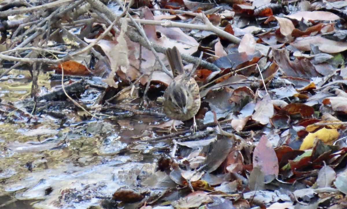 Swamp Sparrow - ML645628469