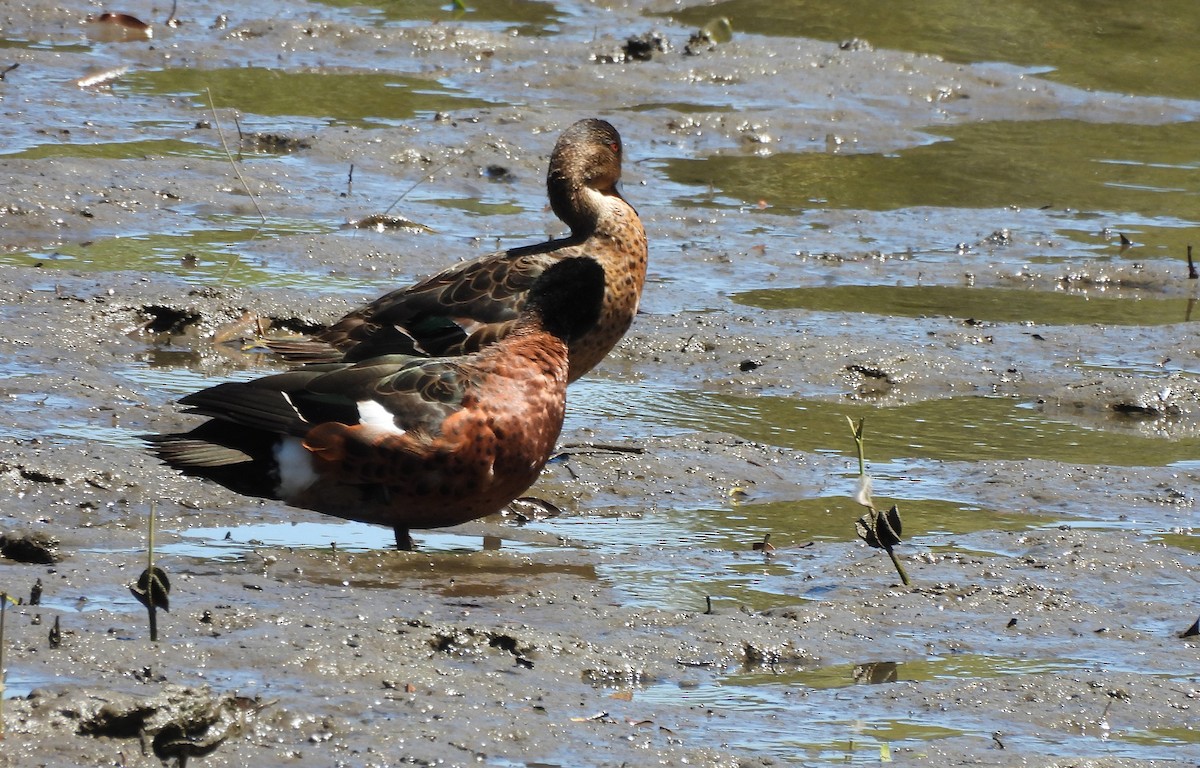 Chestnut Teal - ML645628470