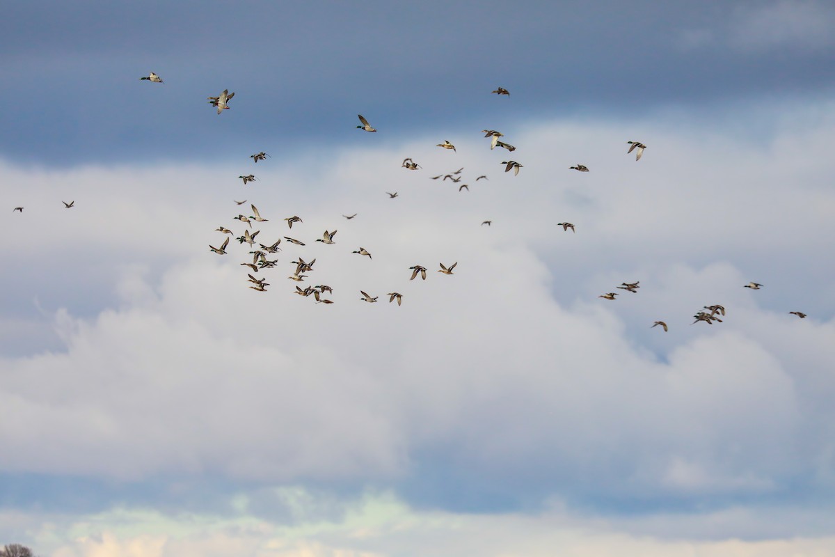 綠頭鴨 - ML645628472