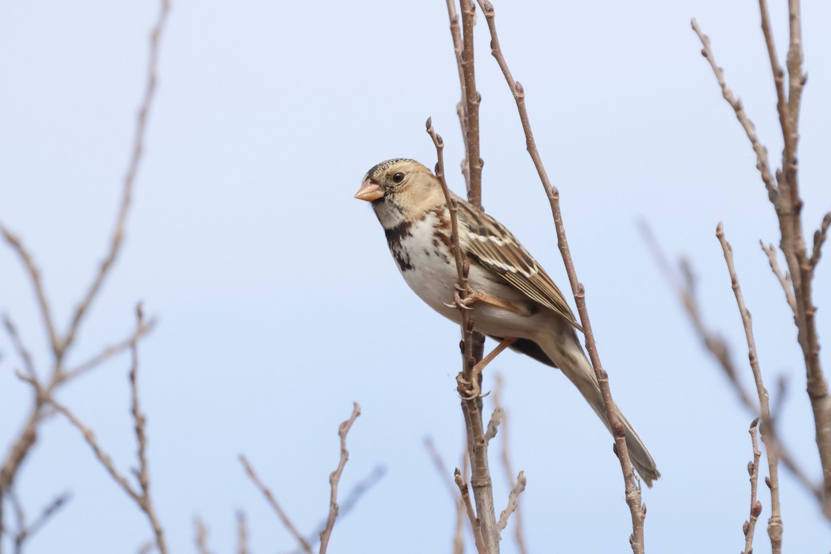 Harris's Sparrow - ML645628473