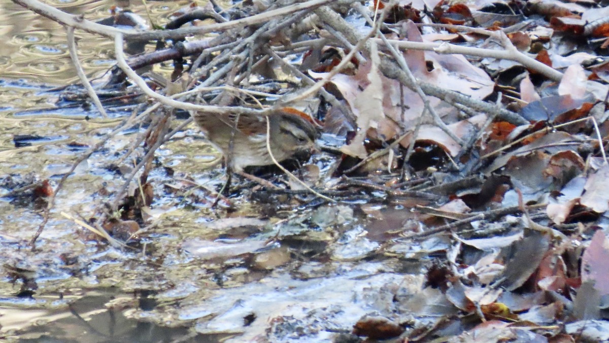 Swamp Sparrow - ML645628474