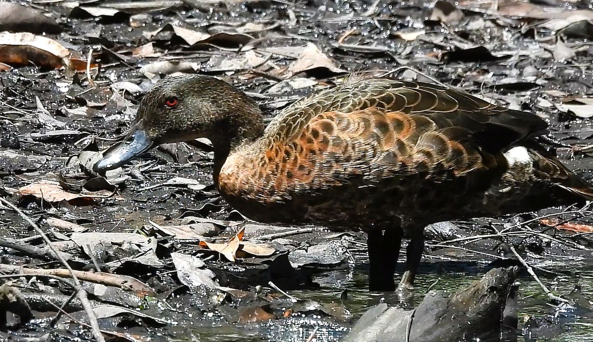 Chestnut Teal - ML645628475