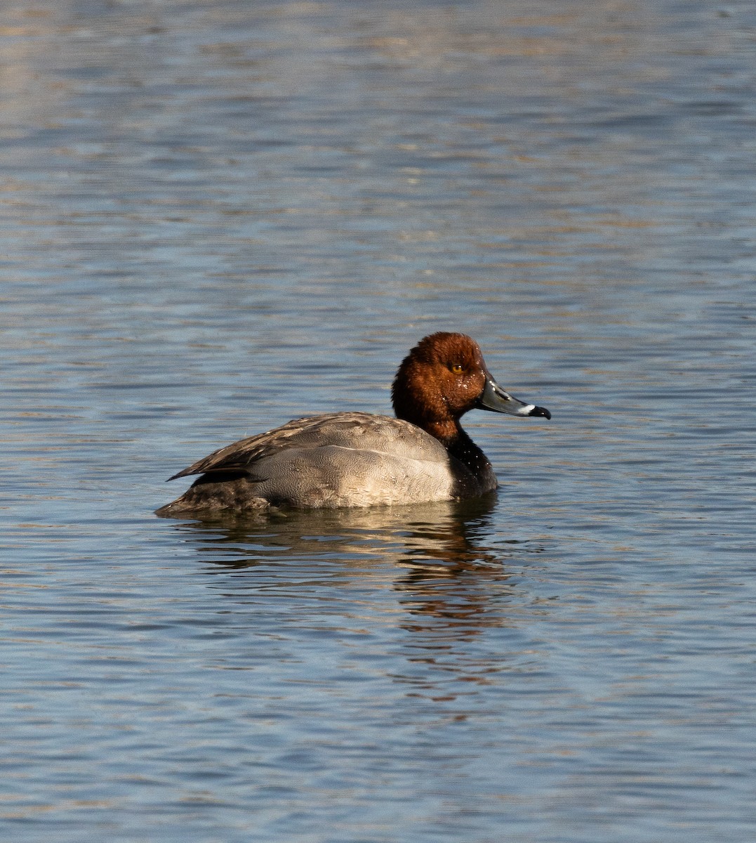 Redhead - ML645628476