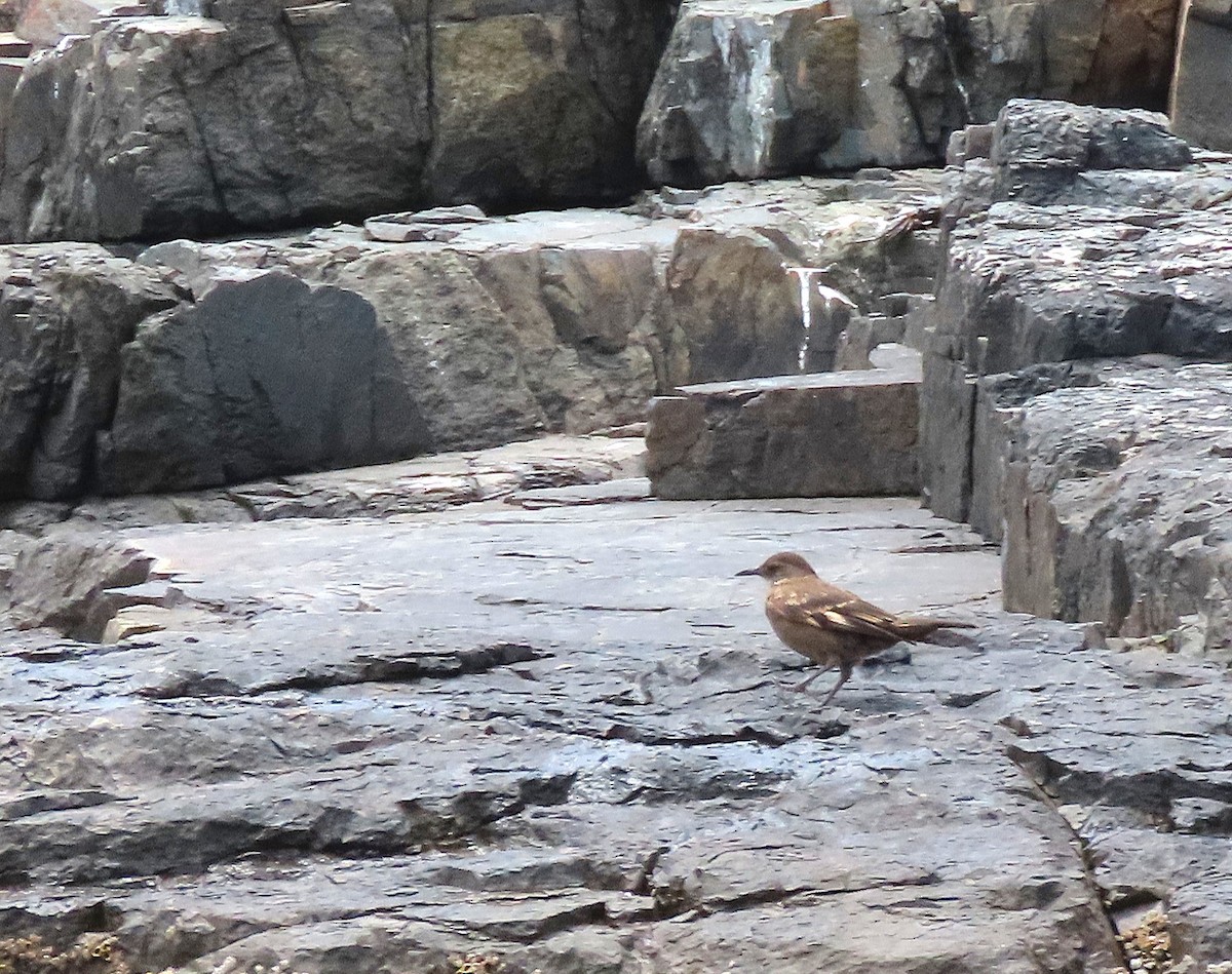 Surf Cinclodes - ML645628477