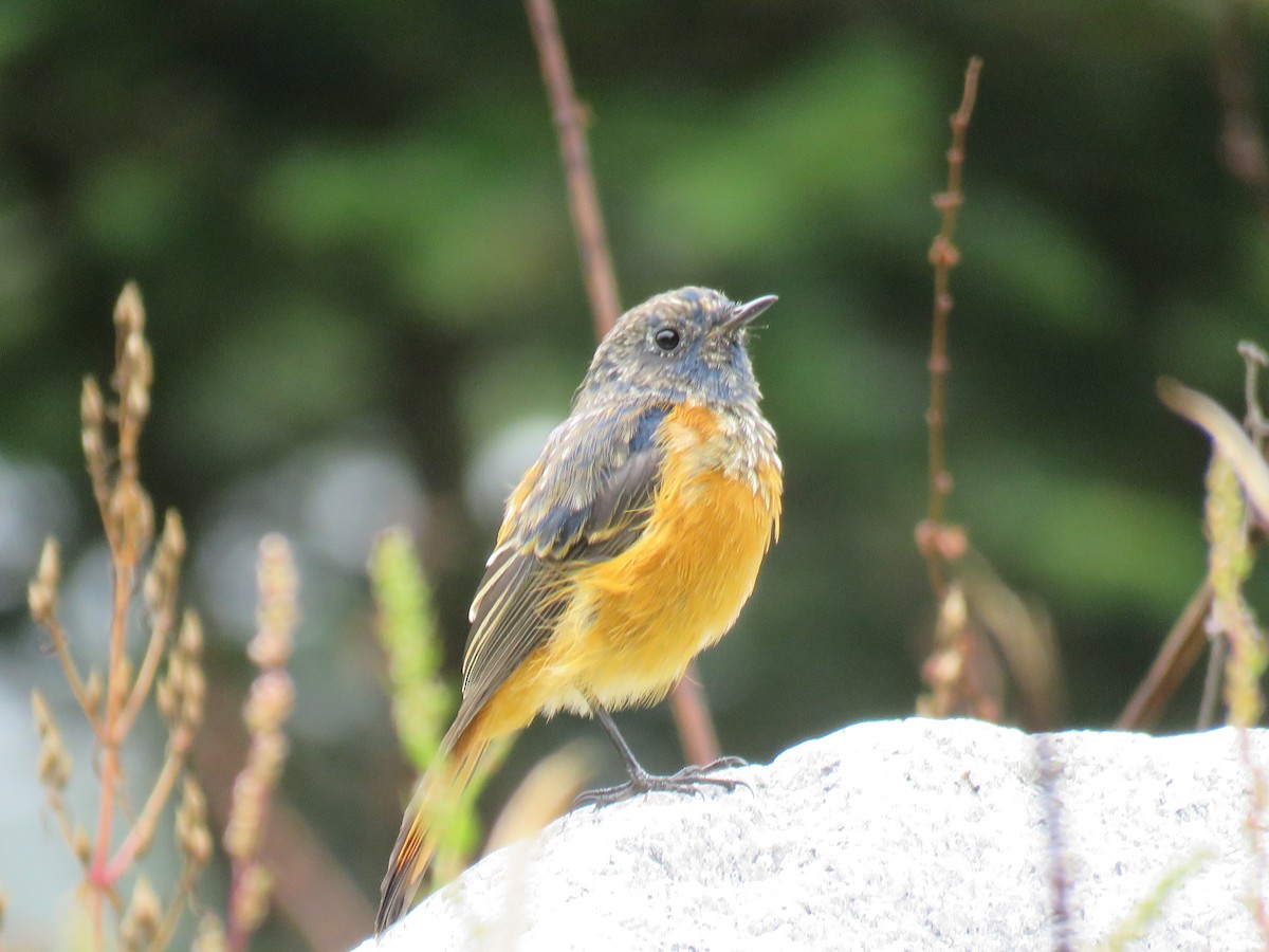 藍額紅尾鴝 - ML645628478