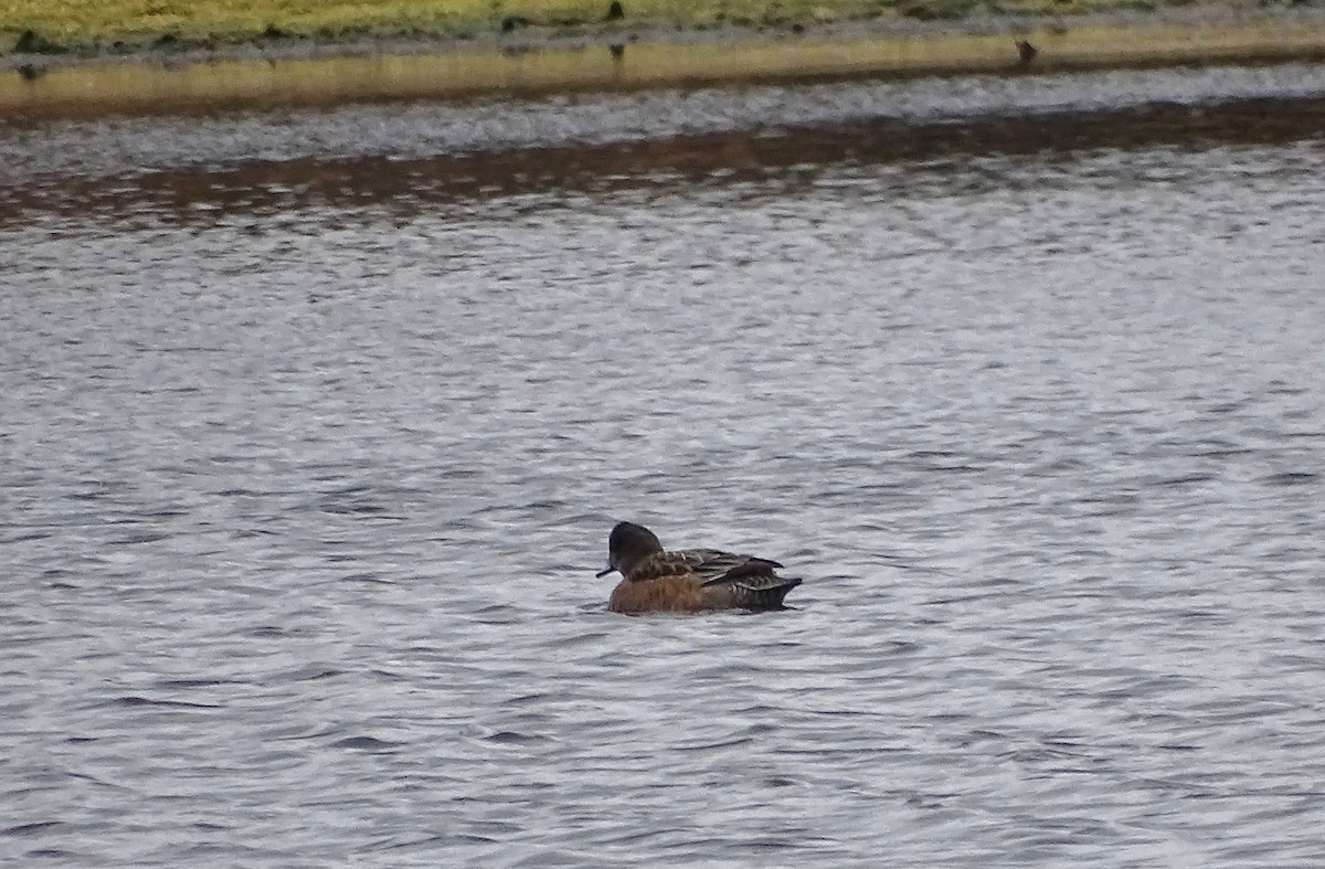 葡萄胸鴨 - ML645628479