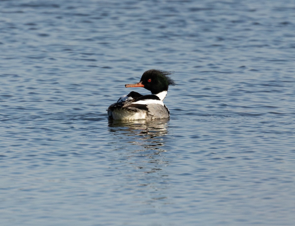 紅胸秋沙 - ML645628480