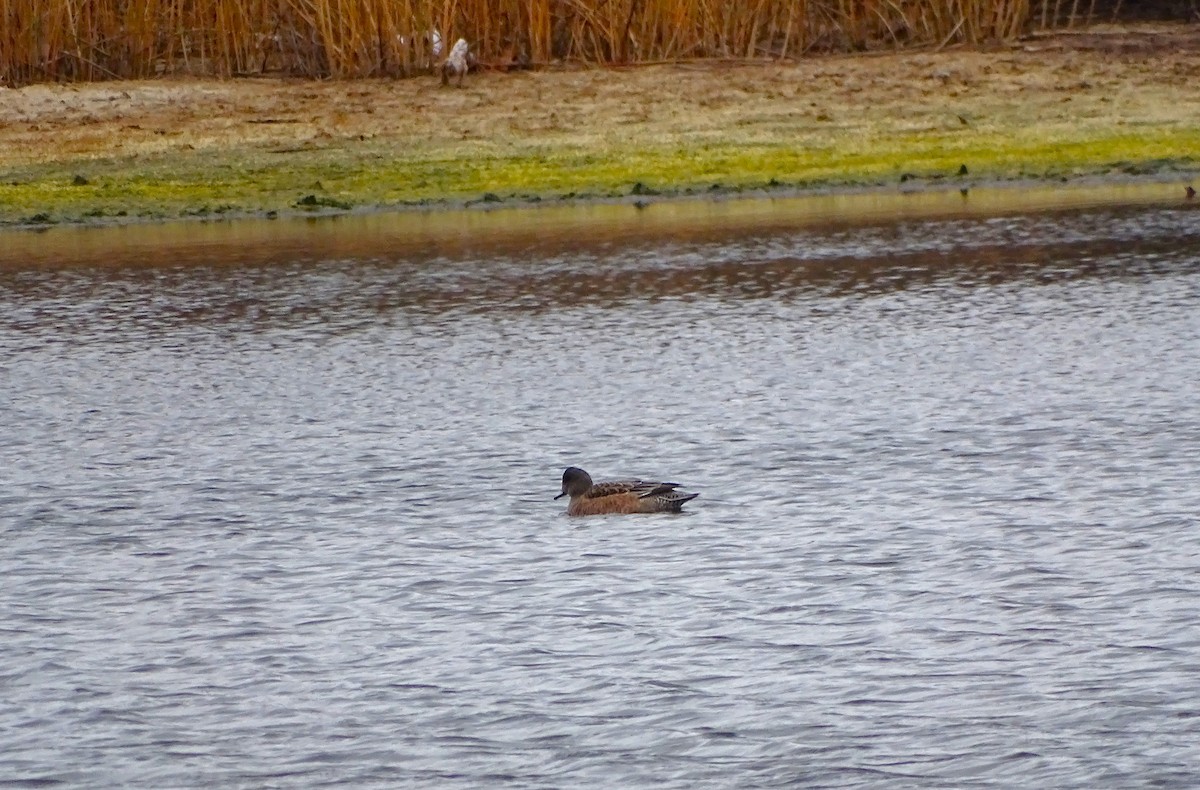 Ahate txistulari amerikarra - ML645628482