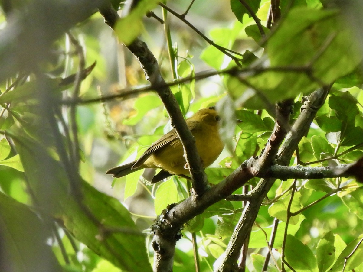 Wilson's Warbler - ML645628508