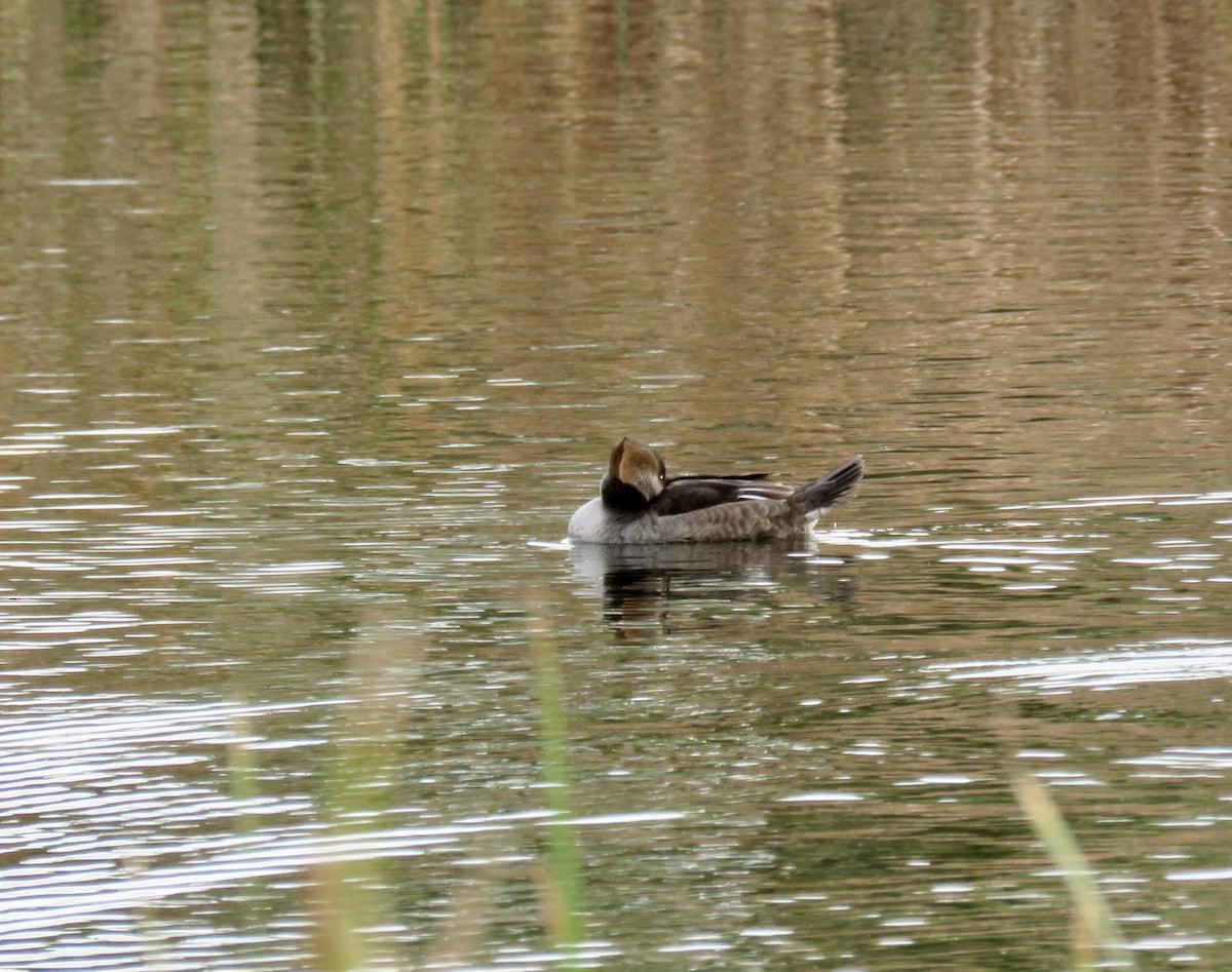 Hooded Merganser - ML645628509