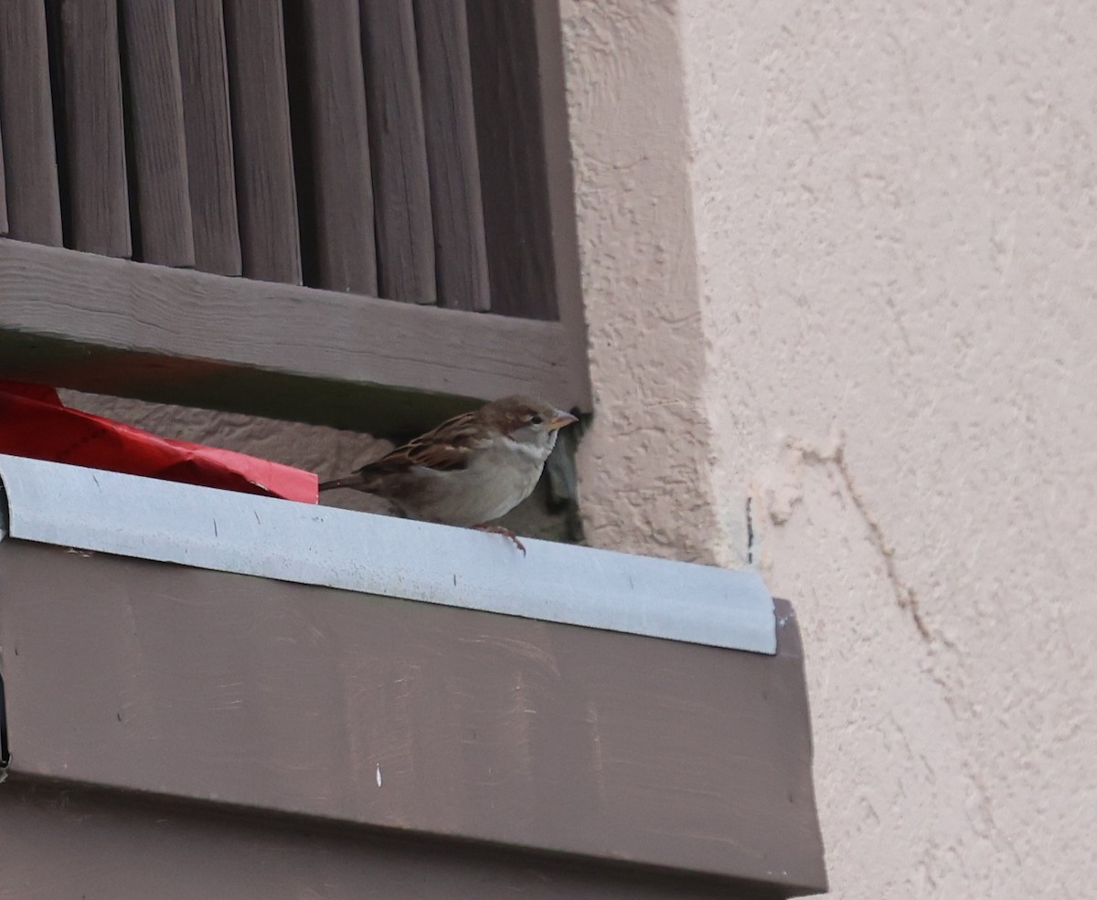 Etxe-txolarrea - ML645628512