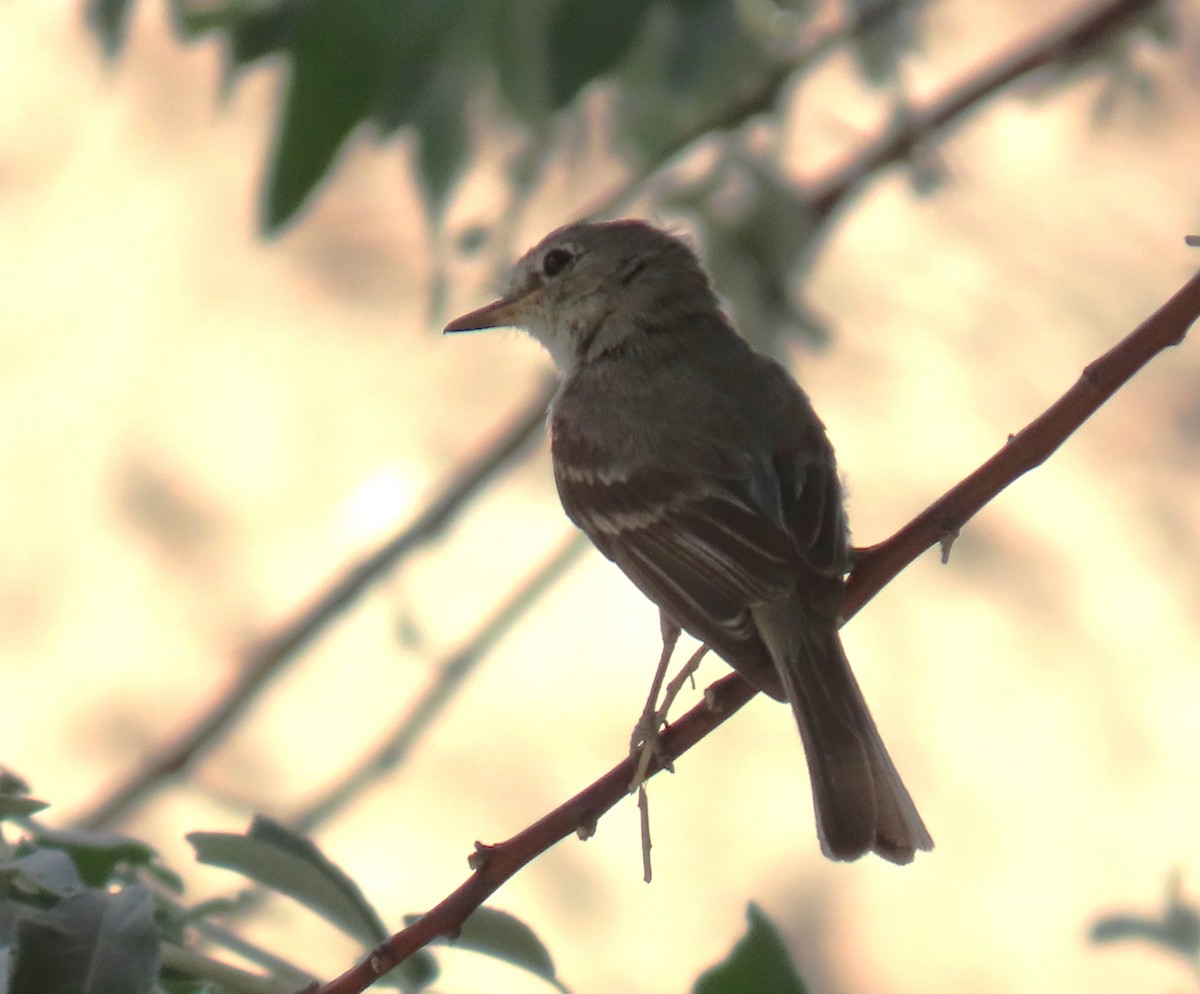 Gray Flycatcher - ML645628515