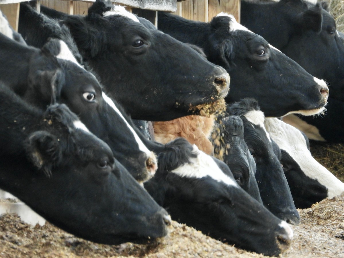 Animales - ML645628517