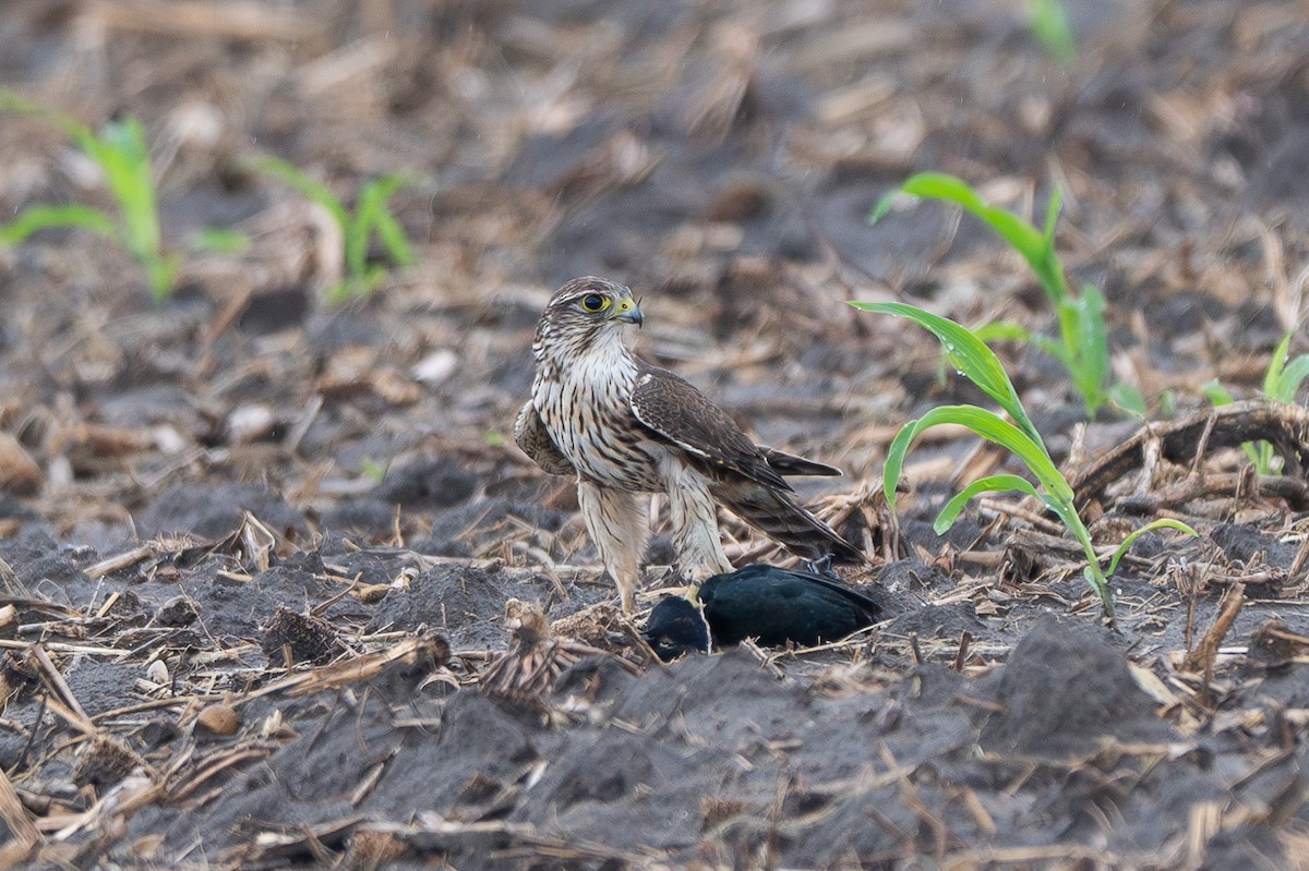 Merlin - ML645628519