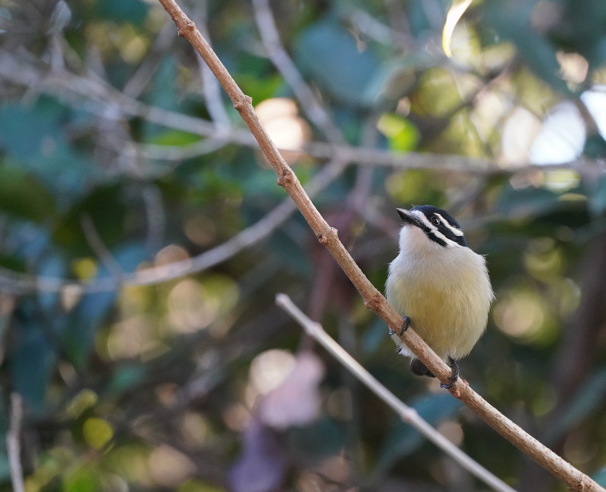 Yellow-rumped Tinkerbird - ML645628521