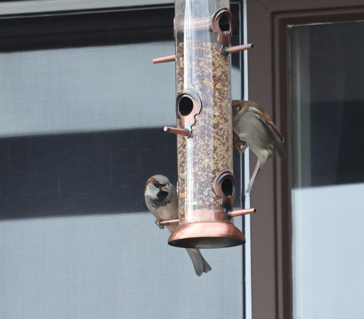 House Sparrow - ML645628529