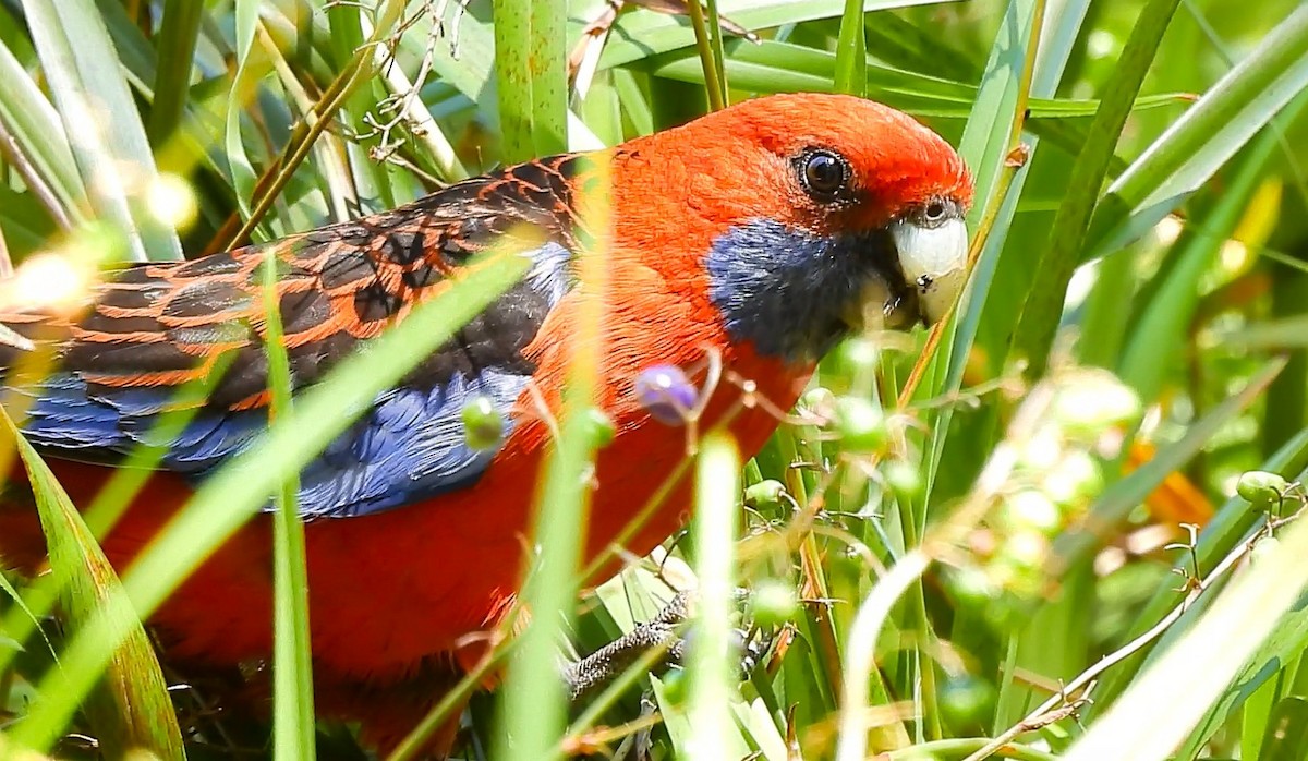 Crimson Rosella - ML645628530