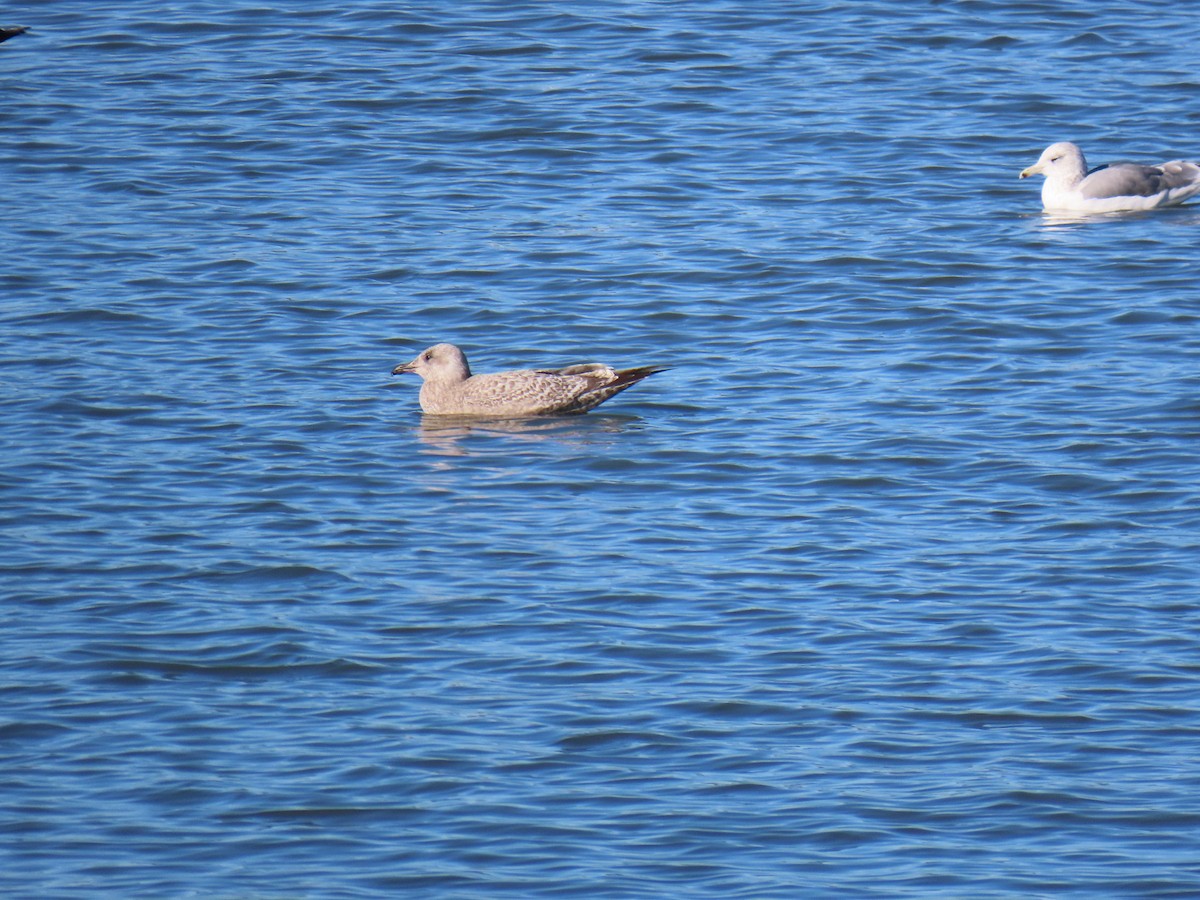 Iceland Gull - ML645628531