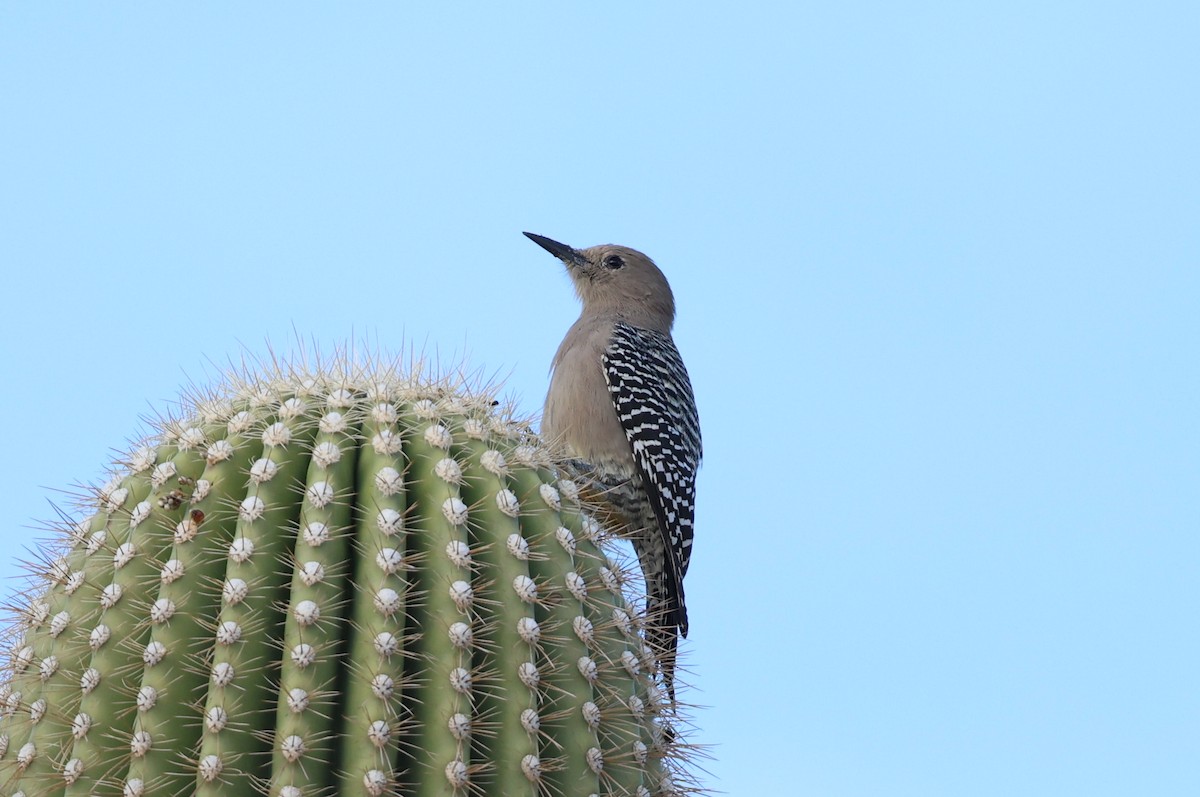 Gila Woodpecker - ML645628532
